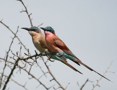 Rooiborsbyvreter / Southern Carmine Bee-eater