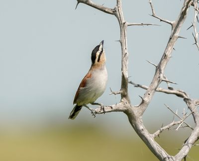 Rooivlerktjagra / Black-crowned Tchagra
