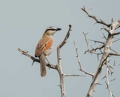 Rooivlerktjagra / Black-crowned Tchagra
