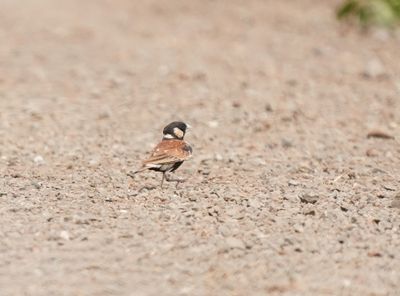 Rooiruglewerik / Chestnut-backed Sparrow-Lark
