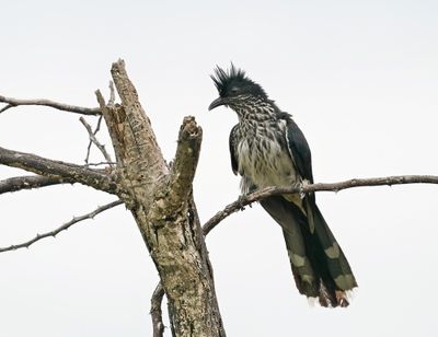 Gestreepte Nuwejaarsvoël / Levaillant's Cuckoo