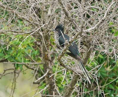 Gestreepte Nuwejaarsvoël / Levaillant's Cuckoo