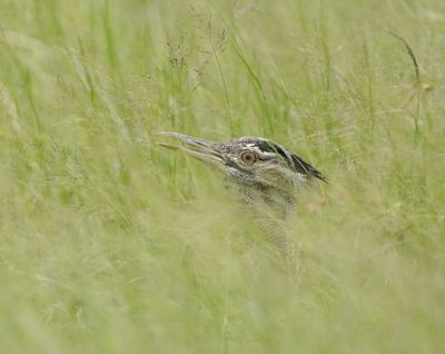Gompou / Kori Bustard