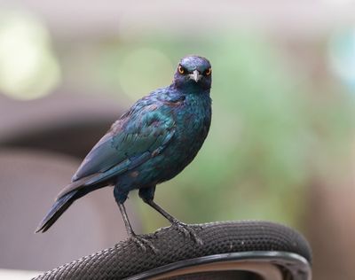 Kleinglansspreu / Cape Glossy Starling