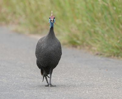 Gewone Tarentaal / Helmeted Guineafowl
