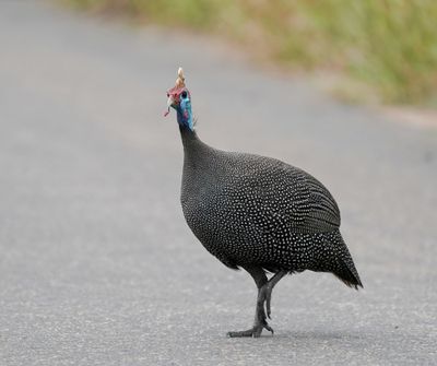 Gewone Tarentaal / Helmeted Guineafowl