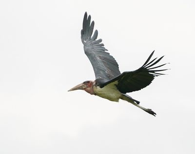 Maraboe / Marabou Stork