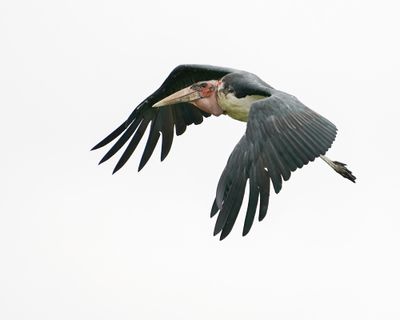 Maraboe / Marabou Stork