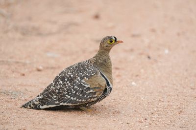 Dubbelband-sandpatrys / Double-banded Sandgrouse