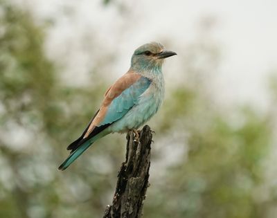 Europese Troupant / European Roller