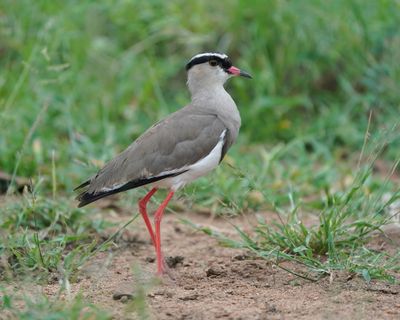 Kroonkiewiet / Crowned Lapwing