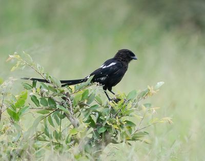 Langstertlaksman / Magpie Shrike