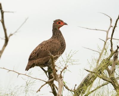 Bosveldfisant / Swainson's Spurfowl