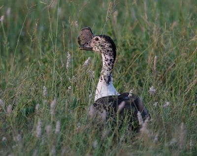 Knobbeleend / Knob-billed Duck