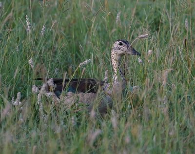 Knobbeleend / Knob-billed Duck