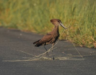 Hamerkop / Hamerkop