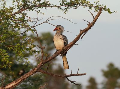 Rooibekneushoringvoël / Southern Red-billed Hornbill