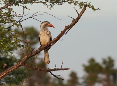 Rooibekneushoringvoël / Southern Red-billed Hornbill