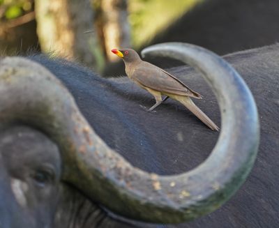 Geelbekrenostervoël / Yellow-billed Oxpecker