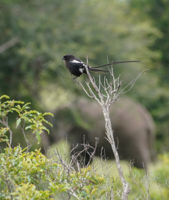Langstertlaksman / Magpie Shrike