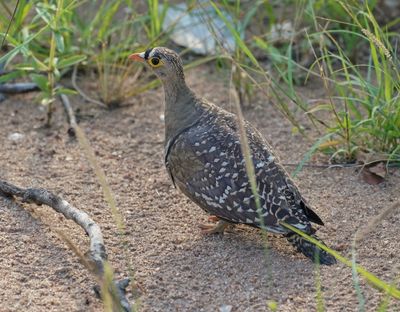 Dubbelband-sandpatrys / Double-banded Sandgrouse