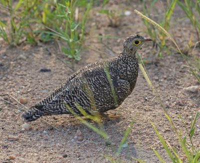Dubbelband-sandpatrys / Double-banded Sandgrouse