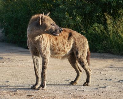 Gevlekte Hiëna / Spotted Hyena