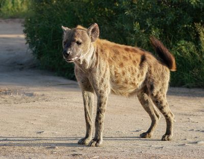 Gevlekte Hiëna / Spotted Hyena