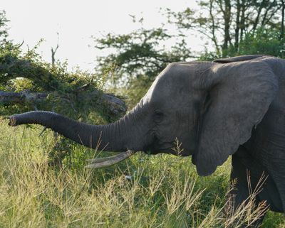 Savanne-olifant / African Elephant