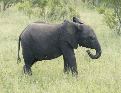 Savanne-olifant / African Elephant