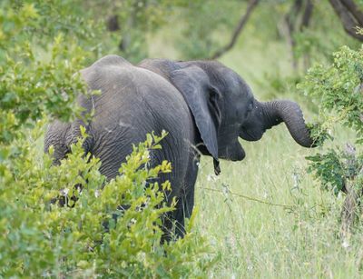 Savanne-olifant / African Elephant