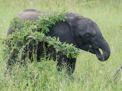 Savanne-olifant / African Elephant
