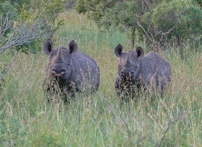 Swartrenoster / Black Rhino