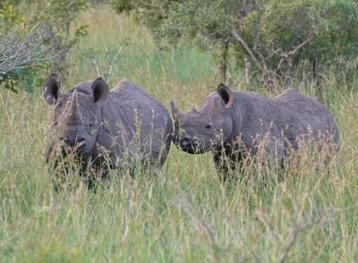 Swartrenoster / Black Rhino