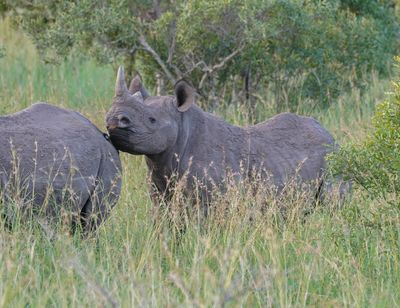 Swartrenoster / Black Rhino