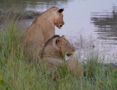 Leeu / Lion