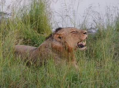 Leeu / Lion