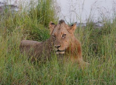 Leeu / Lion