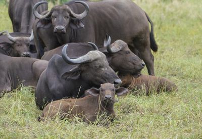Buffel / African Buffalo