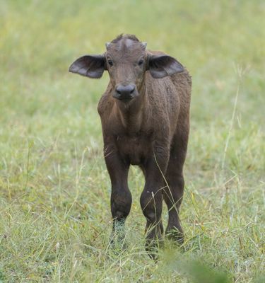 Buffel / African Buffalo