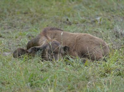 Buffel / African Buffalo