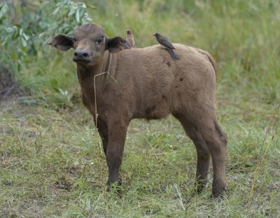Buffel / African Buffalo