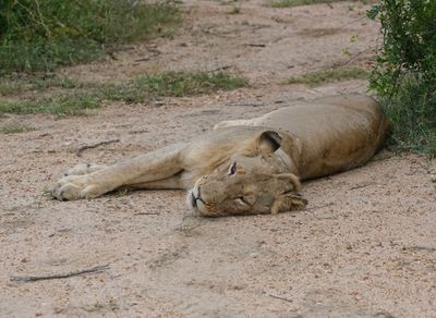 Leeu / Lion