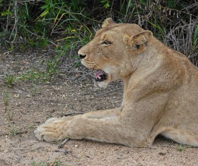 Leeu / Lion