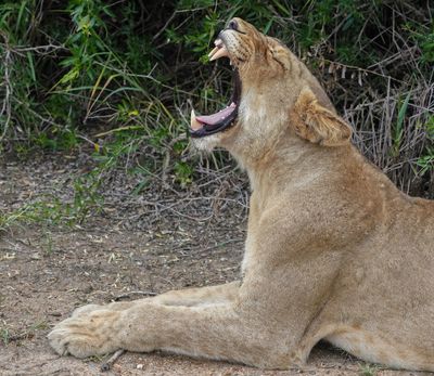Leeu / Lion