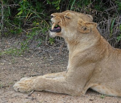 Leeu / Lion