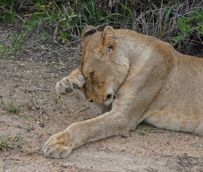 Leeu / Lion
