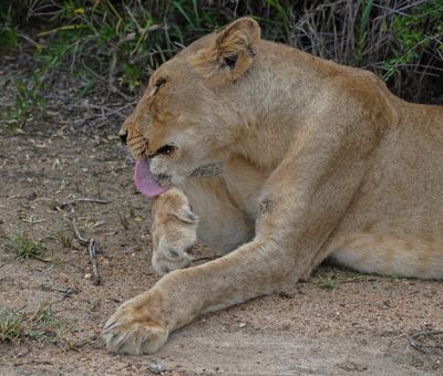 Leeu / Lion