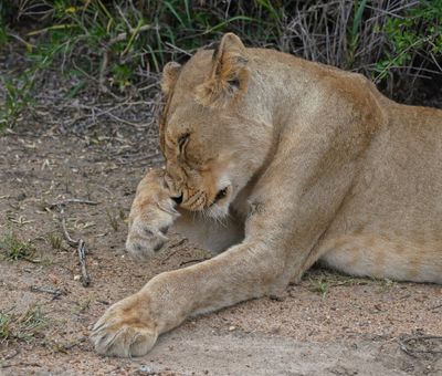 Leeu / Lion