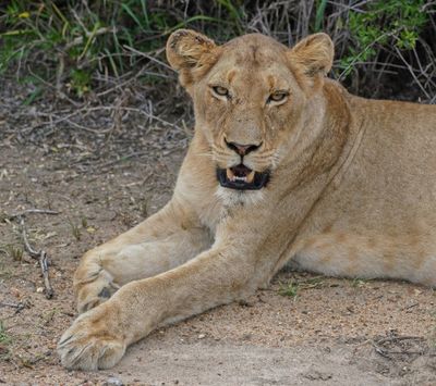Leeu / Lion